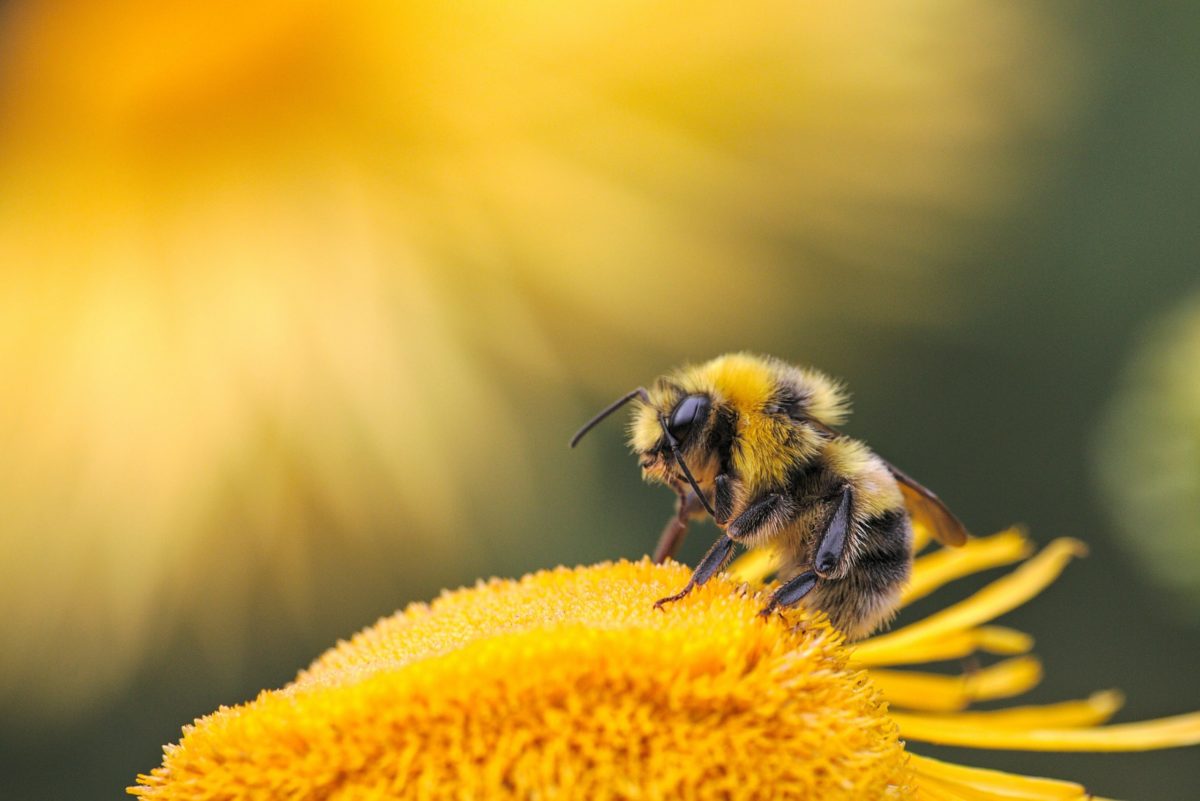 Happy World Bee Day Vier Het Met Deze Drie Positieve Nieuwtjes Goednieuws Nl