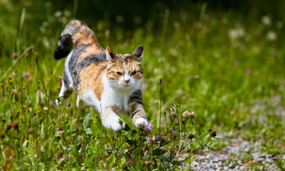 Kat in tuin