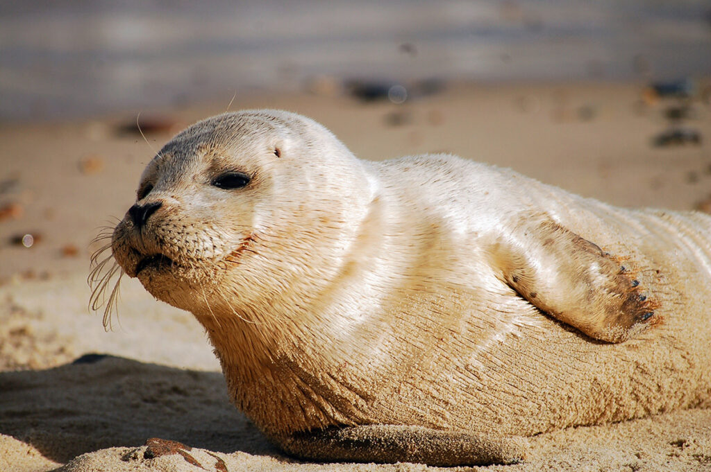 Ook zeehonden lachen